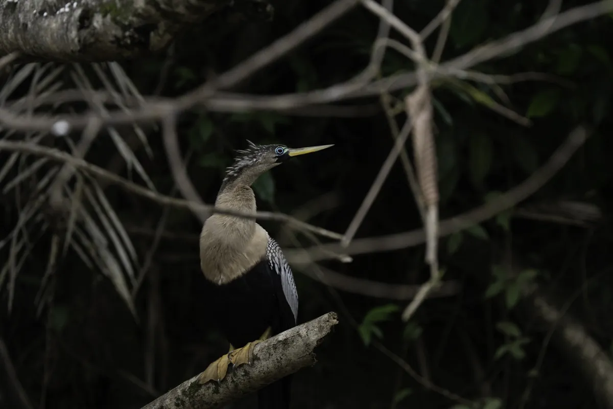 Anhinga perched on a branch along a river