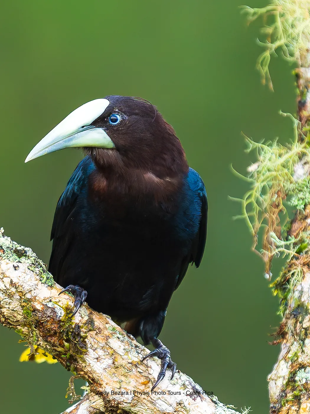 Chestnut-headed oropendola photographed by Andy Bezara