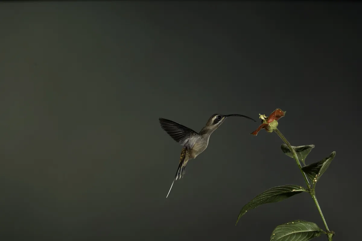Long-billed hermit hummingbird photographed with multi-flash