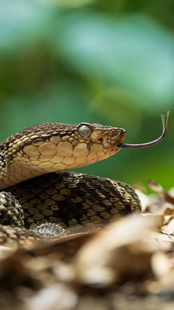 Pit viper photographed at eye level in Costa Rica