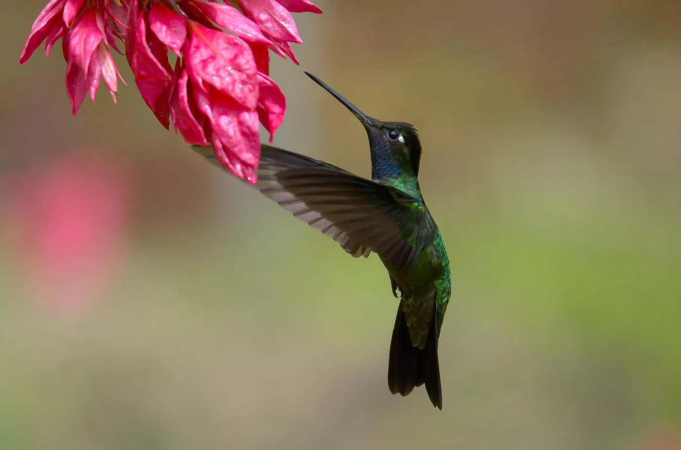 Talamanca hummingbird feeding at red flowers