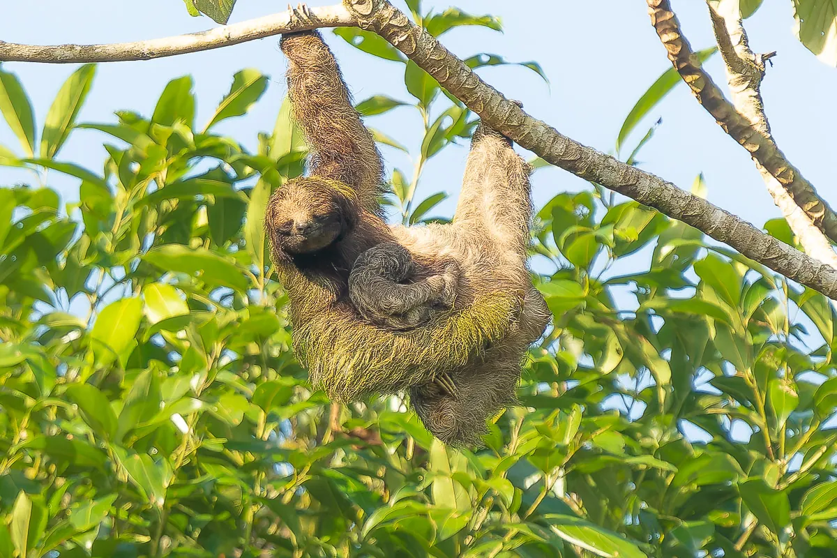 Three-toed sloth with baby hanging from a branch